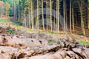 Clearcut Timber and Logpile