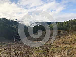 Clearcut at Treefarm in Oregon