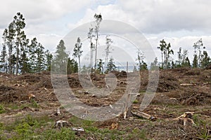 Clearcutting area