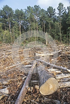 A cleared area of lumber