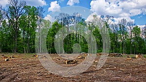 A cleared land with tree stumps and logs, surrounded by a forest under a partly cloudy sky