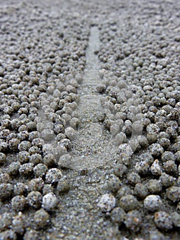 Cleared path between sand bubbler crab balls