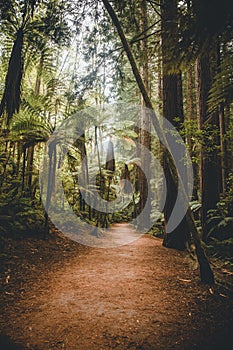 Cleared pathway between Redwood trees in Redwoods Whakarewarewa Forest, Rotorua, New Zealand