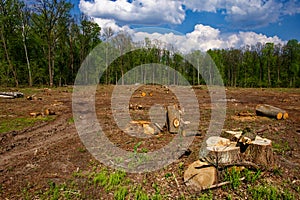 Cleared woodland area with remaining tree stumps, adjacent to an untouched forest