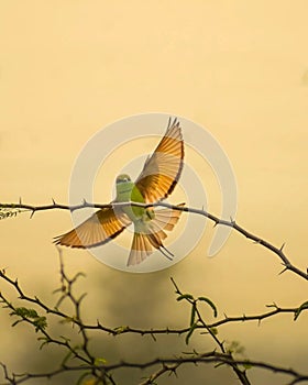 The clearest way into the universe is a forest wilderness. . . In Frame : Green bee-eater . A : 6.3 E : 1/800 ISO : 800 . Follow f