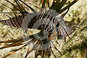 Clearfin lionfish