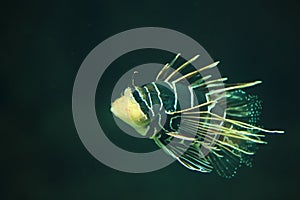 Clearfin lionfish