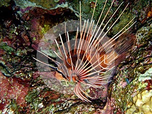 Clearfin Lionfish Hunting