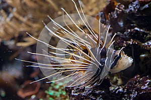 Clearfin lionfish (Pterois radiata).