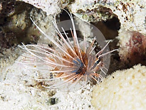 Clearfin lionfish