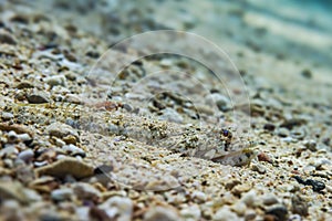 Clearfin Lizardfish Camouflaged in Red Sea Sand