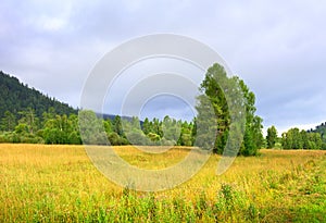 A clearing in the Altai mountains