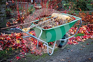 Clearing the brightly colored autumn leaves in the garden with a rake