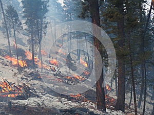 Clearing Brush in the Forest