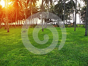 A clearing with clipped green grass and coconut trees against the setting sun in Kerala