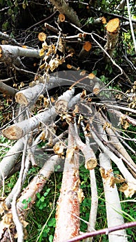 Clearing felling, forestry