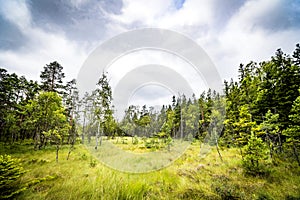 Clearing in a forest with tall green grass photo