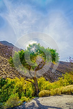 Lonely tree surrounded by tree brush and sun shinning through tree under a blue sky with mountains