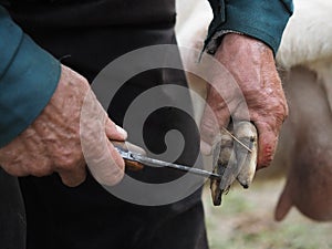 Clearing the hooves of sheep, goats. Farmer's hands with a sharp knife