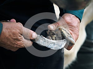 Clearing the hooves of sheep, goats. Farmer's hands with a sharp knife