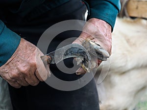 Clearing the hooves of sheep, goats. Farmer's hands with a sharp knife