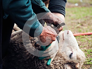 Clearing the hooves of sheep, goats. Farmer's hands with a sharp knife