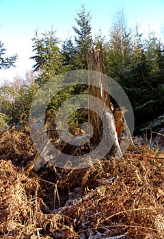 A clearing in the nature reserve Urwald Sababurg with a tree broken off by the storm