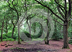 Clearing in an oak woodland forest with green trees