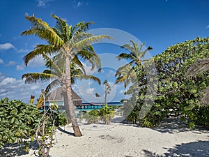 Clearing in some tropical vegetation in the Maldives