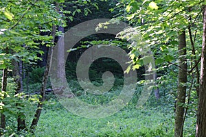 Clearing in the trees showing the deep dark forest