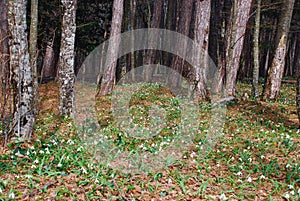 Clearing in the woods with snowdrops