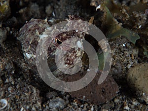 Unknown species of coconut octopus