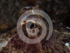 Unknown species of coconut octopus