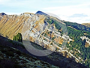 Clearly delineated and nicely visible height limit of vegetation between alpine pastures and coniferous forest on the Werdenberg