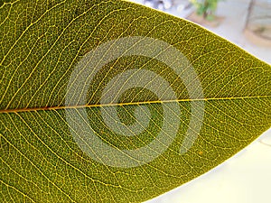 Clearly visible leaf venation under sunlight