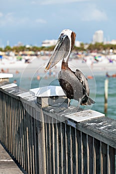 Clearwater Beach Florida Pelican