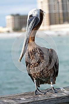Clearwater Beach Florida Pelican