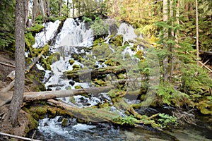 Clearwater Falls, Oregon, Gushes Down on Mossy Green Logs in Stream