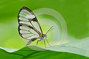 Clearwing Butterfly photo