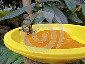 Clearwing Butterfly  844483