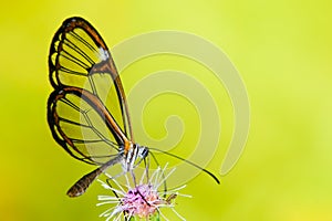 Butterfly on flower. Clearwing butterfly with transparent `glass` wings Greta oto closeup sitting drinking nectar purple flower photo