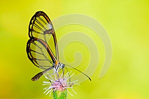 Clearwing butterfly with transparent `glass` wings Greta oto closeup sitting and drinking nectar from a purple flower photo