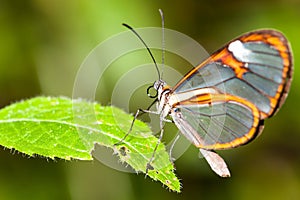 Butterfly on flower. Clearwing butterfly with transparent `glass` wings Greta oto closeup sitting on a green leaf photo