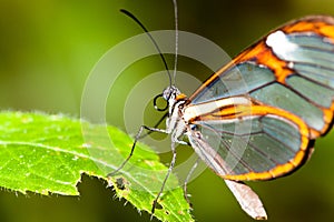 Butterfly on flower. Butterfly with transparent clearwing `glass` wings Greta oto closeup macro photo. photo