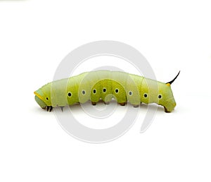 Clearwing Caterpillar