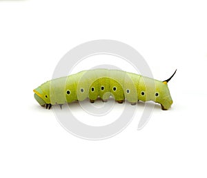 Clearwing Caterpillar photo