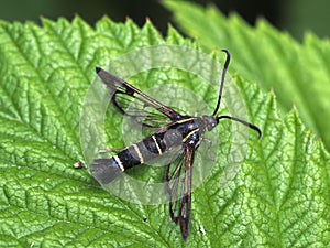Clearwing currant moth resting on a leaf.