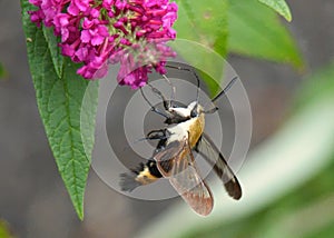 Clearwing Hummingbird Moth