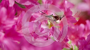 Clearwing Moth Hovers Among Pink Flower Blossoms