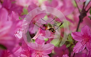 Clearwing Moth Hovers Among Pink Flower Blossoms